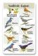 Yardbirds Eastern SongCard.jpg